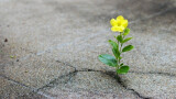 Hope: A Sure Confidence in Christ